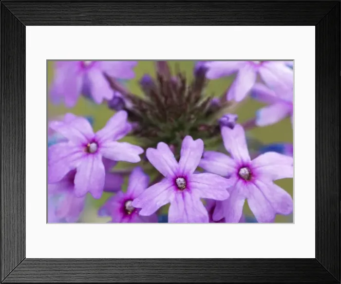 Framed Print : Wildflowers, Steel Creek overlook, Buffalo National River, Arkansas