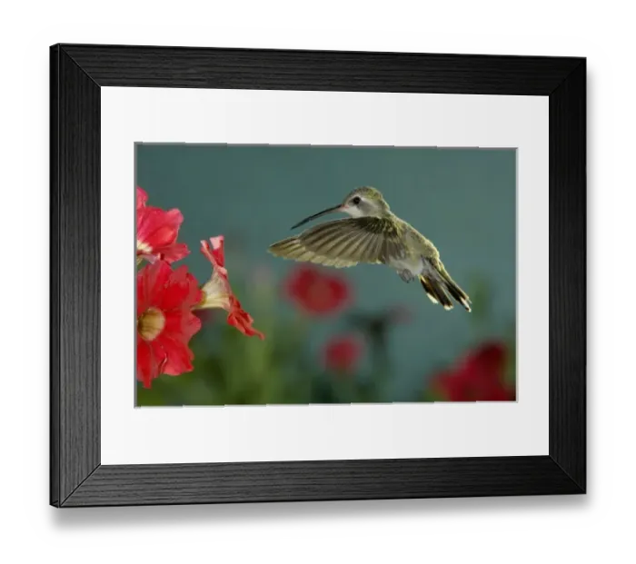 Framed Print : female feeding on Petunia, Madera Canyon, Arizona, USA Framed Print : female feeding on Petunia, Madera Canyon, Arizona, USA