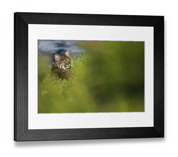 Framed Print : USA, North America, Florida