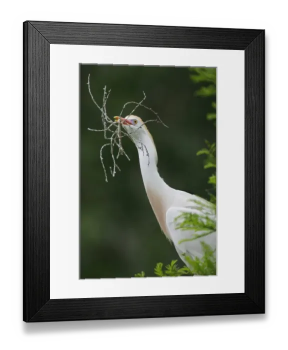 Framed Print : USA, North America, Florida Framed Print : USA, North America, Florida