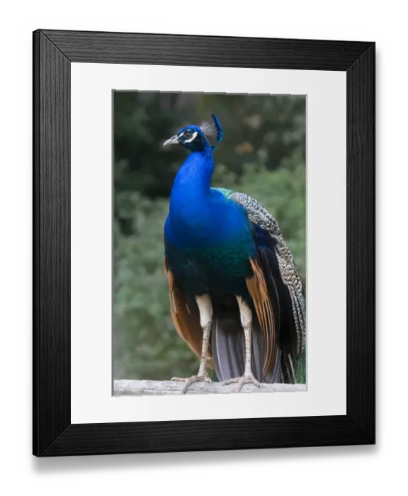 Framed Print : Indian Blue Peacock at the Los Angeles County Arboretum and Botanical Garden in Arcadia
