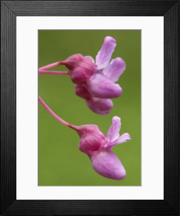 Framed Print : Red Buds across from Bee Bluff, Buffalo National River, Arkansas