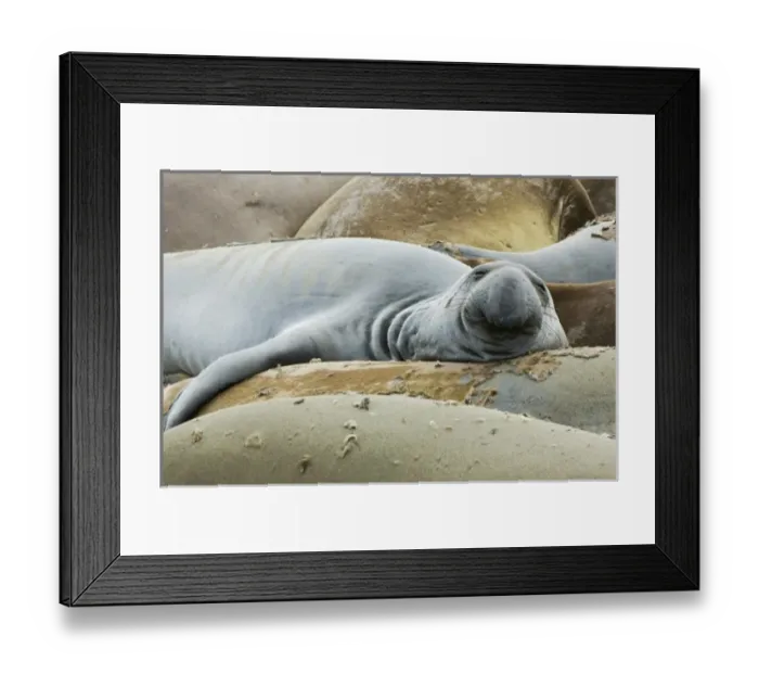 Framed Print : USA, North America, California