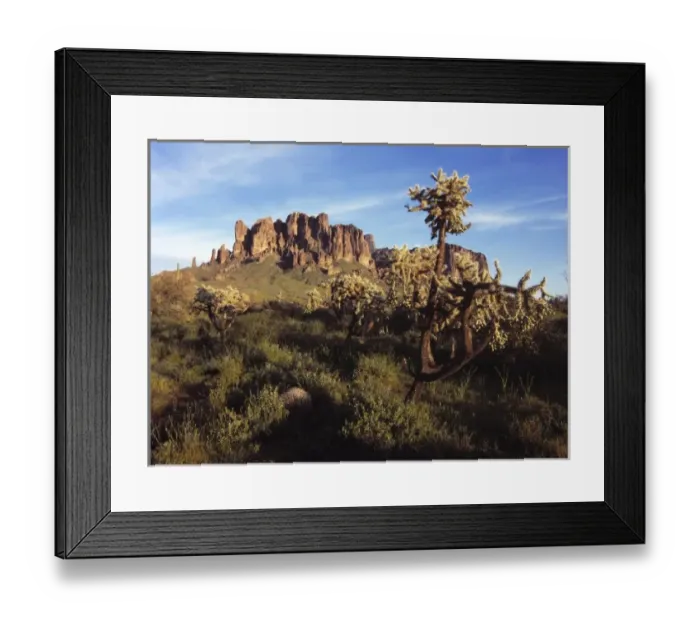 Framed Print : USA, Arizona, Lost Dutchman SP. A grove of cholla stand tall near Superstition Mountain