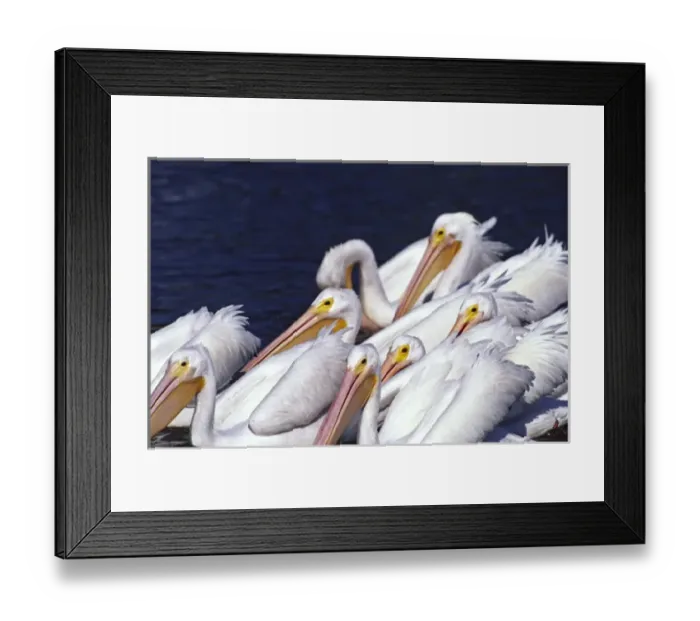 Framed Print : North America, USA, Florida, Sanibel Island, Ding Darling National Wildlife Refuge Framed Print : North America, USA, Florida, Sanibel Island, Ding Darling National Wildlife Refuge