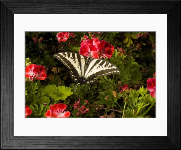 Framed Print : Swallowtail butterfly, northern California Framed Print : Swallowtail butterfly, northern California