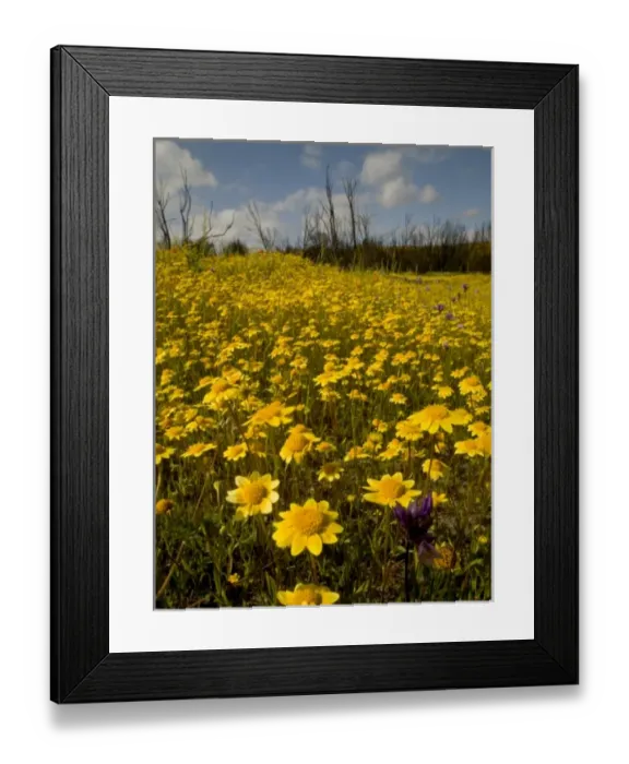Framed Print : USA, North America, California Framed Print : USA, North America, California