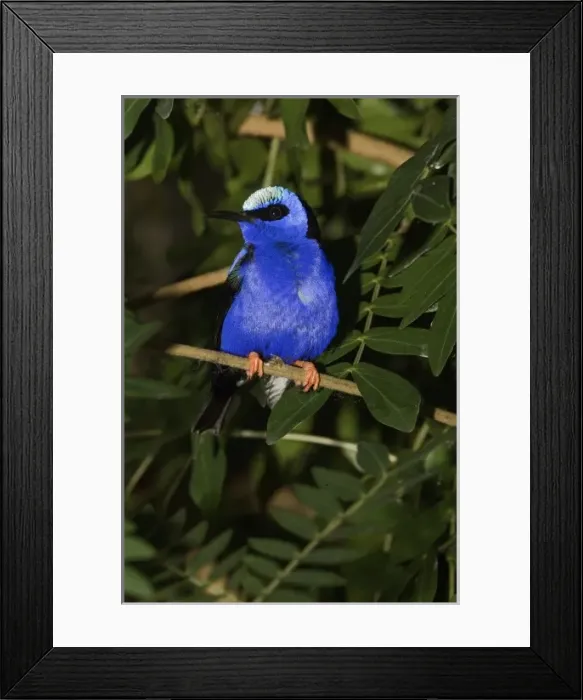 Framed Print : Red Legged Honeycreeper, Cyanerpes cyaneu, Captive, Florida Framed Print : Red Legged Honeycreeper, Cyanerpes cyaneu, Captive, Florida
