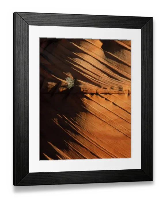 Framed Print : Vermillion Cliffs National Monument, Arizona. USA. Brush growing on cross-bedded Navajo Sandstone