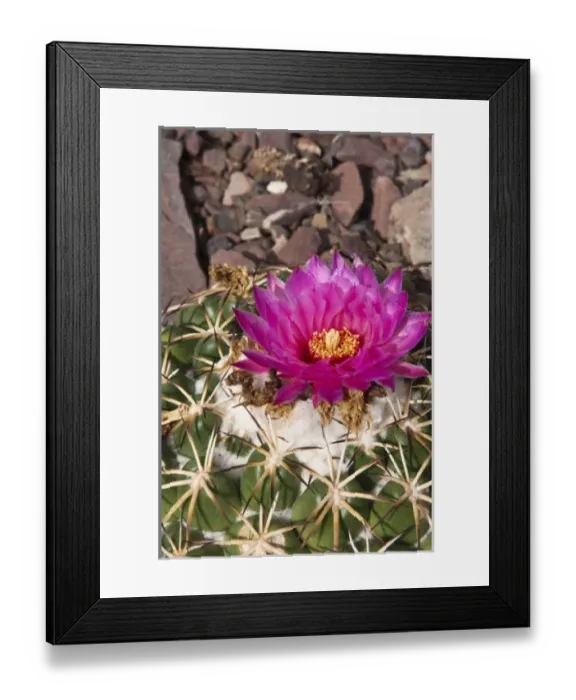 Framed Print : Phoenix, Arizona. Cactus at the Desert Botanical Garden Framed Print : Phoenix, Arizona. Cactus at the Desert Botanical Garden