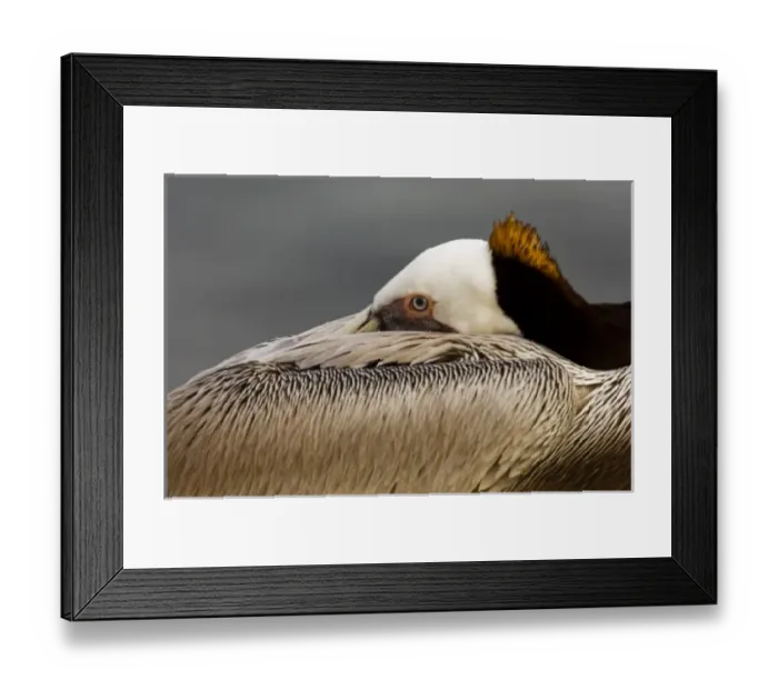 Framed Print : USA, California, La Jolla, Brown Pelican Framed Print : USA, California, La Jolla, Brown Pelican