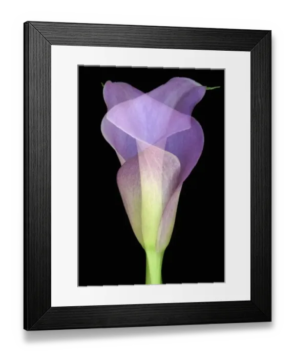 Framed Print : North America, USA, Florida, Orlando, double exposure of an intertwined purple calla lily Framed Print : North America, USA, Florida, Orlando, double exposure of an intertwined purple calla lily