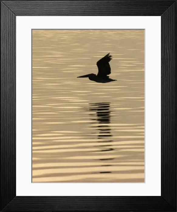 Framed Print : USA, North America, Florida
