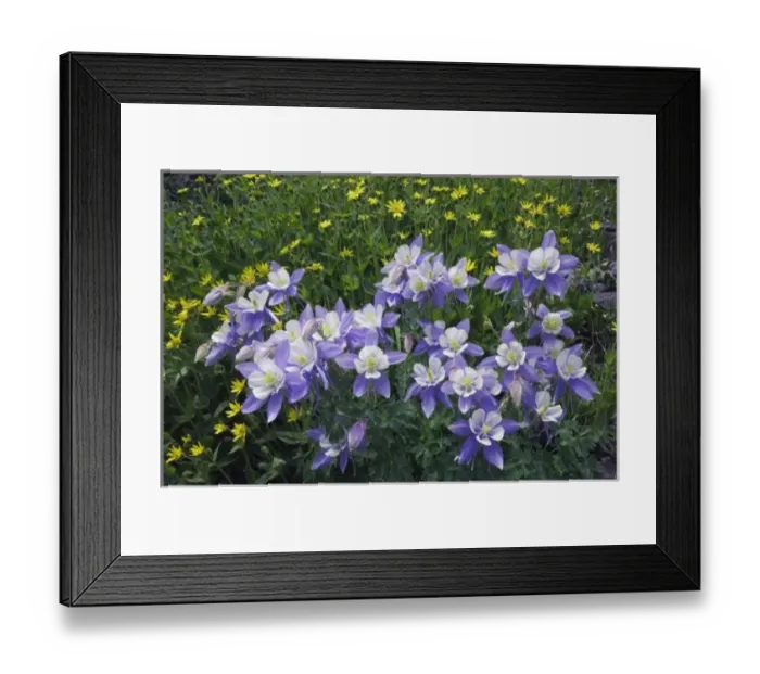 Framed Print : Blue Columbine, Colorado Columbine, Aquilegia coerulea, Heartleaf Arnica, Arnica cordifolia