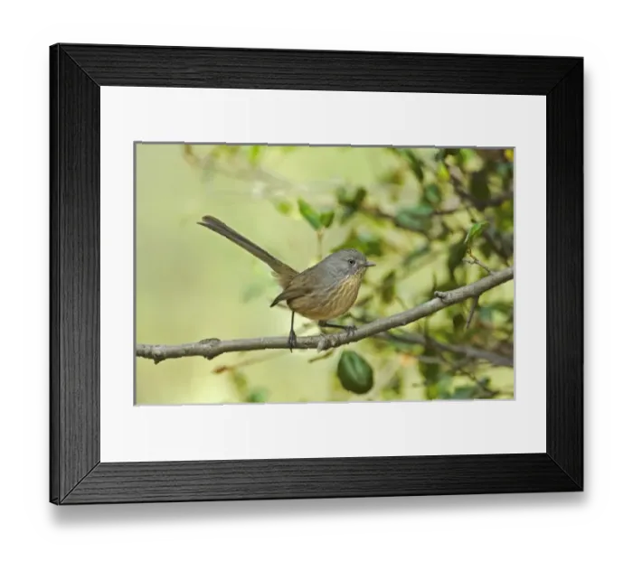 Framed Print : USA, North America, California