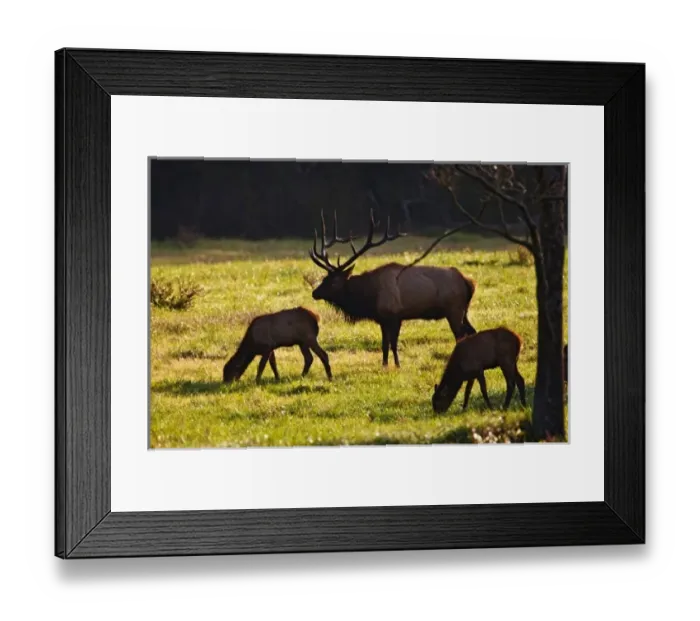 Framed Print : USA, North America, Arizona