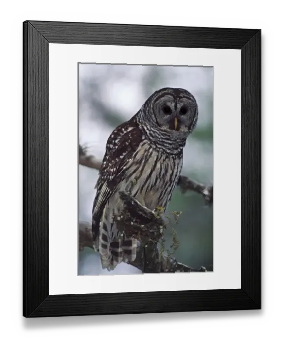 Framed Print : North America, USA, Florida, Cork Screw Swamp Sanctuary. Barred Owl (Strix varia) Framed Print : North America, USA, Florida, Cork Screw Swamp Sanctuary. Barred Owl (Strix varia)