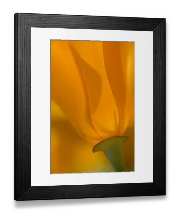 Framed Print : USA, California, Antelope Valley, Close-up of backlit poppy Framed Print : USA, California, Antelope Valley, Close-up of backlit poppy