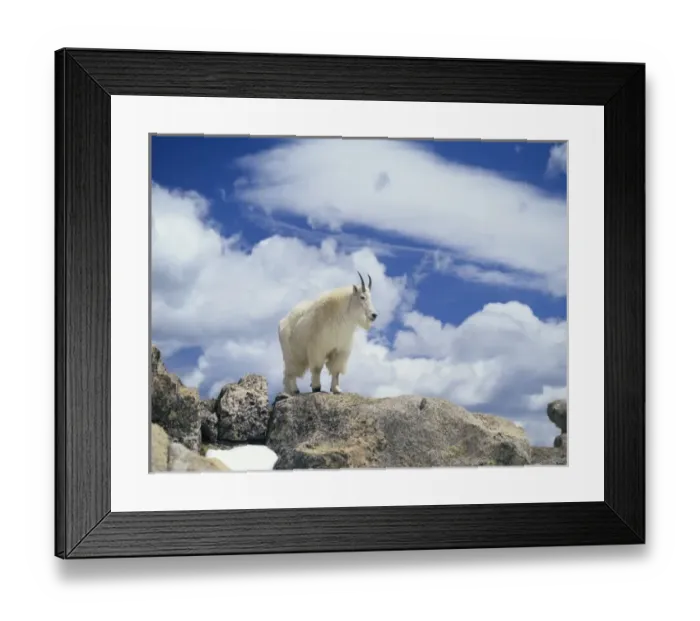 Framed Print : Mountain Goat (Oreamnos Americanus), On Rocky Crag, The Clear Creek Ranger District