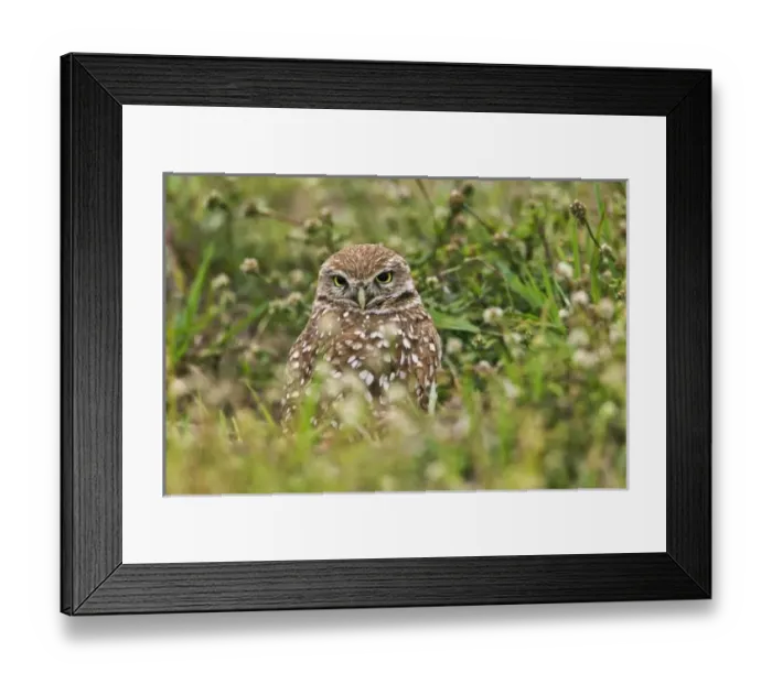 Framed Print : USA, North America, Florida Framed Print : USA, North America, Florida