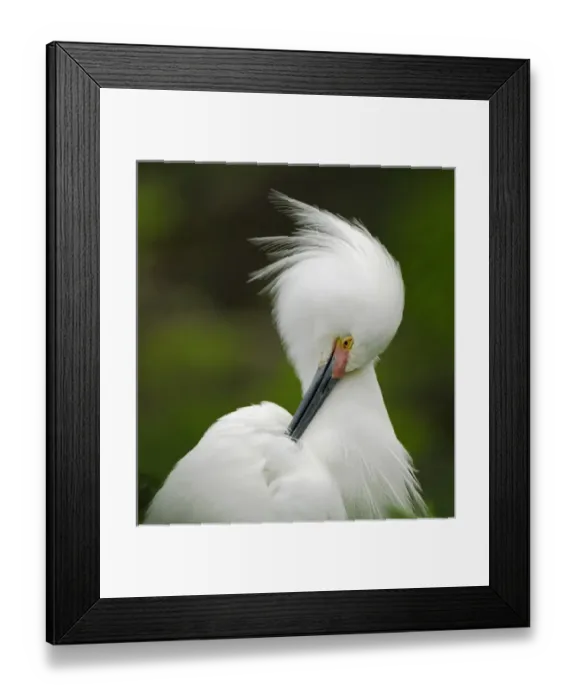 Framed Print : North America, USA, Florida, St. Augustine, a singular snowy egret grooms herself