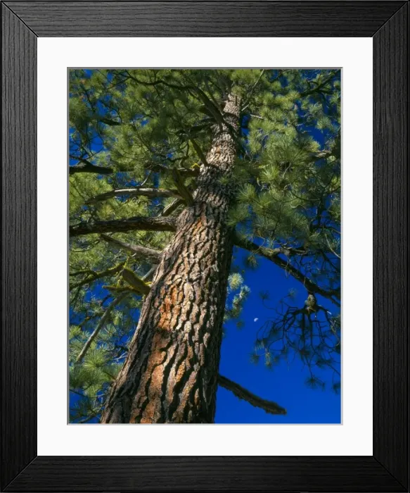 Framed Print : LASSEN VOLCANIC NATIONAL PARK, CALIFORNIA. USA. Old-growth Jeffrey pine (Pinus jeffreyi) & moon Framed Print : LASSEN VOLCANIC NATIONAL PARK, CALIFORNIA. USA. Old-growth Jeffrey pine (Pinus jeffreyi) & moon