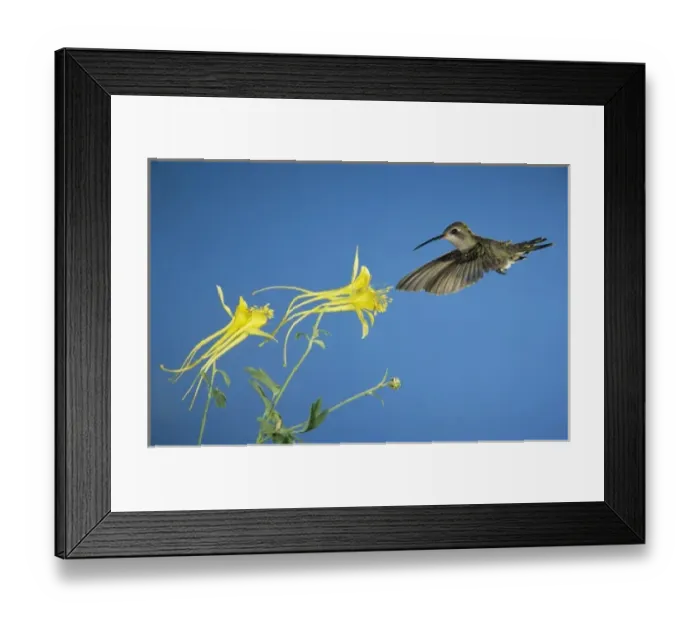 Framed Print : Broad-billed Hummingbird, Cynanthus latirostris, female feeding on Longspur Columbine