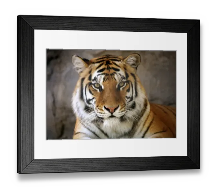 Framed Print : captive Tiger, Folsom City Zoo Sanctuary, California Framed Print : captive Tiger, Folsom City Zoo Sanctuary, California