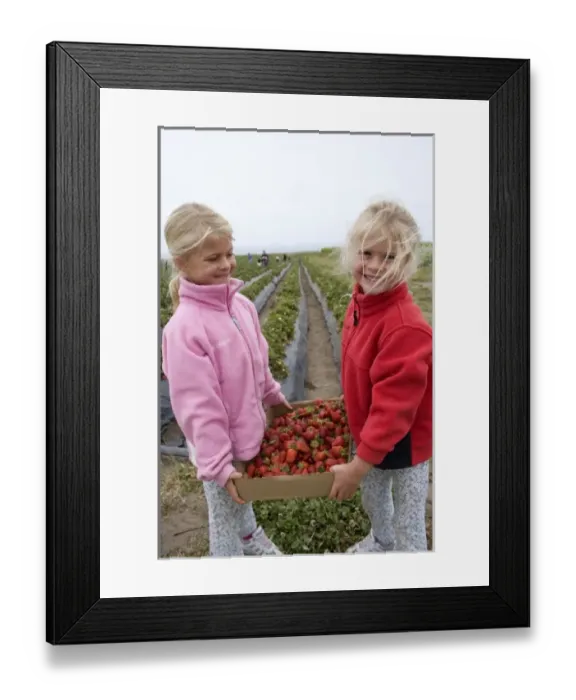 Framed Print : USA. California, Santa Cruz. Twins girls hold a crate of organic strawberries