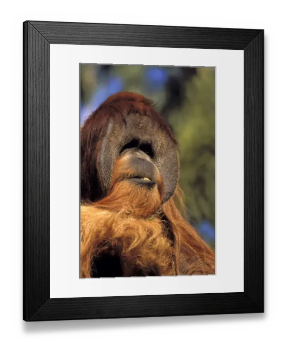 Framed Print : USA, California, San Diego Zoo. Captive orangutans, pongo pygmaeus