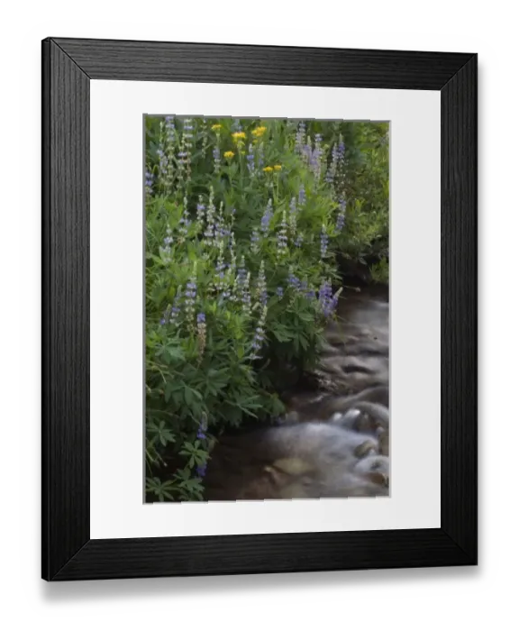 Framed Print : Wildflowers along Kings Creek, Lassen Volcanic National Park, Mount Lassen, California