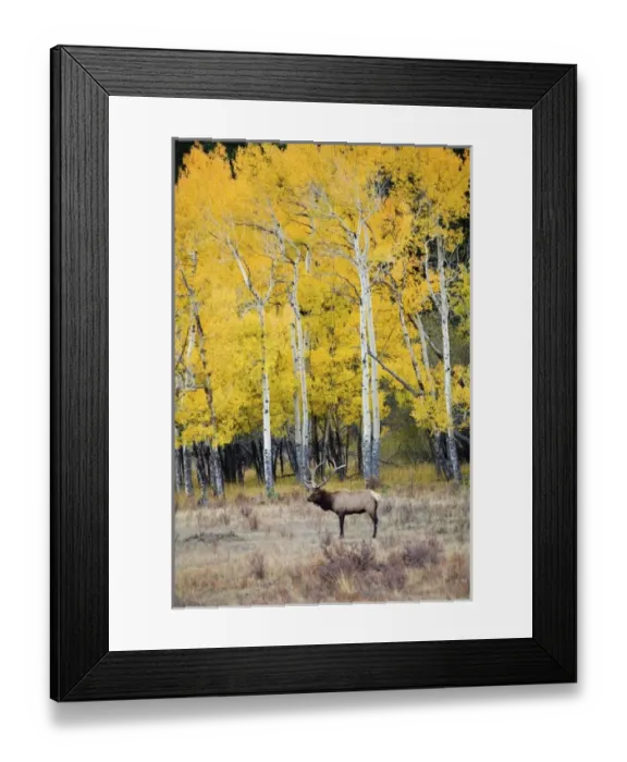 Framed Print : USA, North America, Colorado Framed Print : USA, North America, Colorado