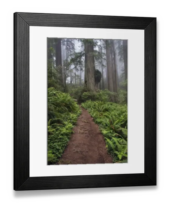 Framed Print : Path through the giant redwood trees shrouded in fog, Redwood National Park, California Framed Print : Path through the giant redwood trees shrouded in fog, Redwood National Park, California
