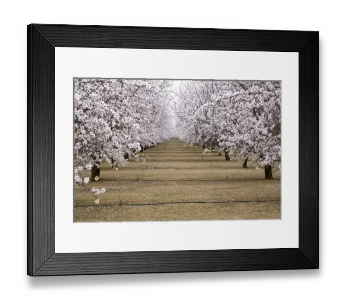 Framed Print : USA, North America, California
