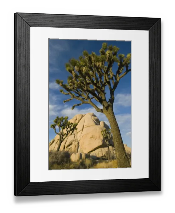 Framed Print : Joshua Trees, (Yucca brevifolia), Joshua Tree National Park, California, USA