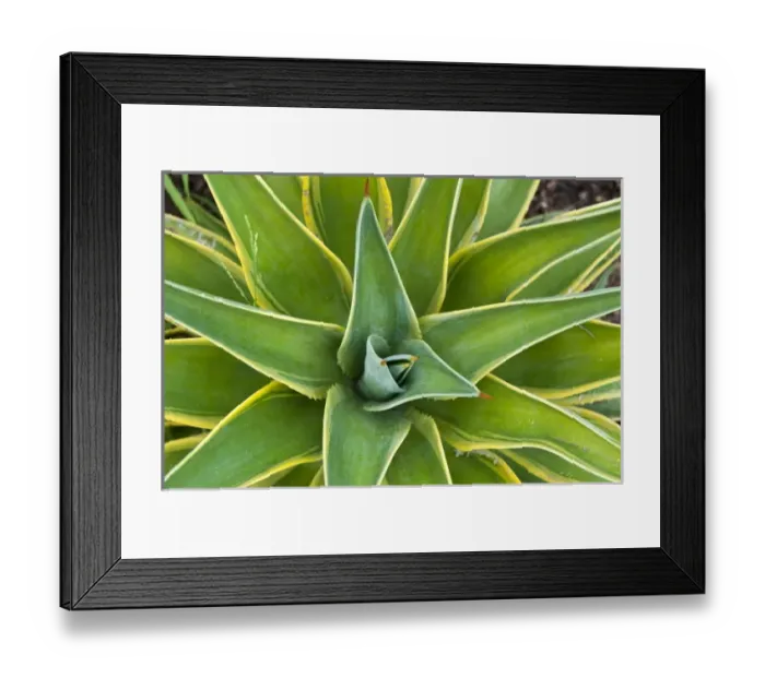Framed Print : San Juan Capistrano, California. Yucca plant, Mission San Juan Capistrano Framed Print : San Juan Capistrano, California. Yucca plant, Mission San Juan Capistrano