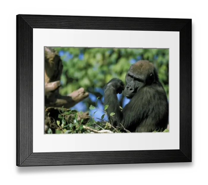 Framed Print : USA, California, San Diego Zoo. Capitive western lowland gorillas Framed Print : USA, California, San Diego Zoo. Capitive western lowland gorillas