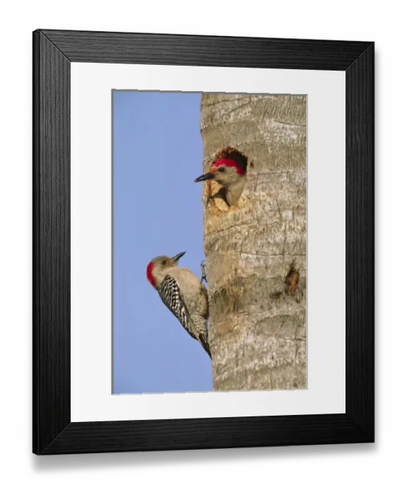 Framed Print : USA, North America, Florida