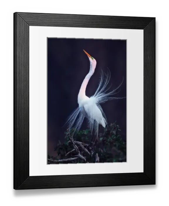 Framed Print : USA, Florida, Venice, Venice Rookery. Great white egret courtship display at sunrise Framed Print : USA, Florida, Venice, Venice Rookery. Great white egret courtship display at sunrise