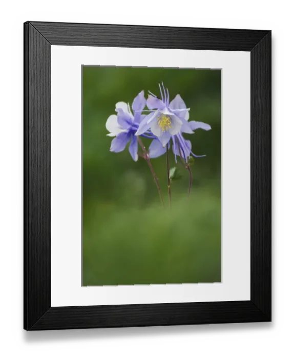 Framed Print : Blue Columbine, Colorado Columbine, Aquilegia coerulea, Ouray, San Juan Mountains