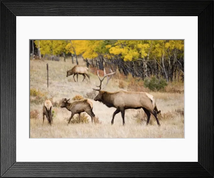 Framed Print : USA, North America, Colorado Framed Print : USA, North America, Colorado