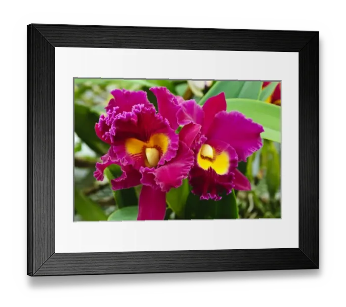 Framed Print : Palm Springs, California. Orchids