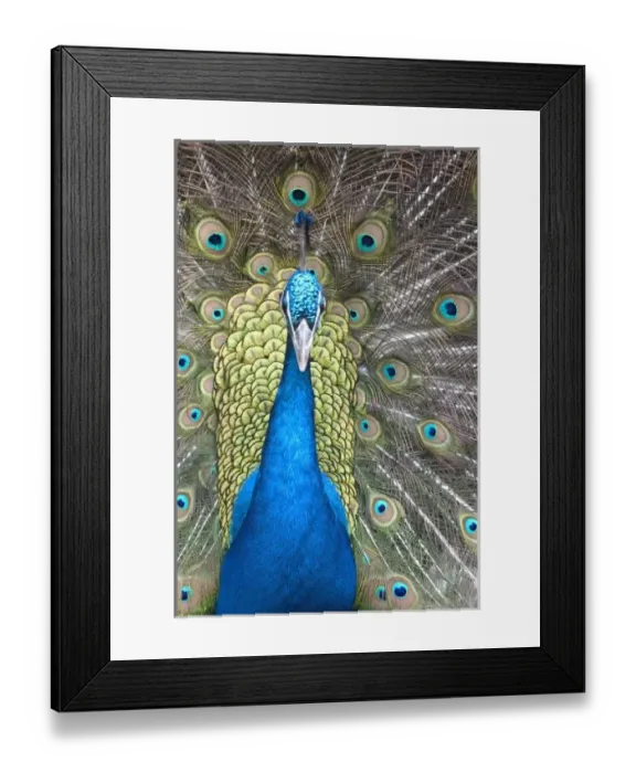 Framed Print : Peacock display, Folsom City Zoo Sanctuary, (captive Folsom, California Framed Print : Peacock display, Folsom City Zoo Sanctuary, (captive Folsom, California