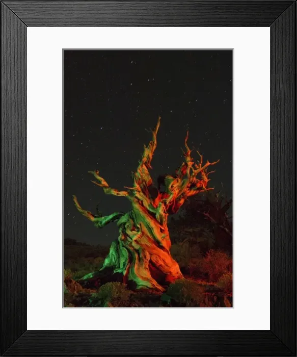 Framed Print : USA, California, White Mountains, Bristlecone pine tree at night lit with colored flashea Framed Print : USA, California, White Mountains, Bristlecone pine tree at night lit with colored flashea