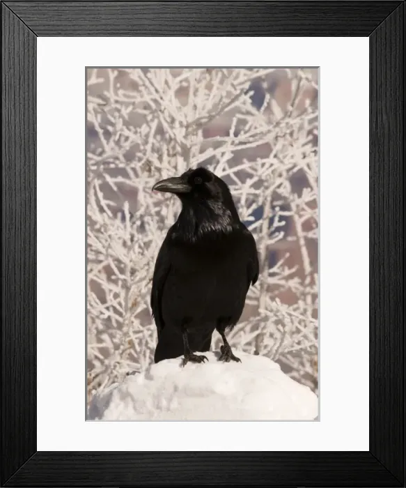 Framed Print : Common raven (Corvus corax) begs for food along the snowy south rim of Grand Canyon National Park