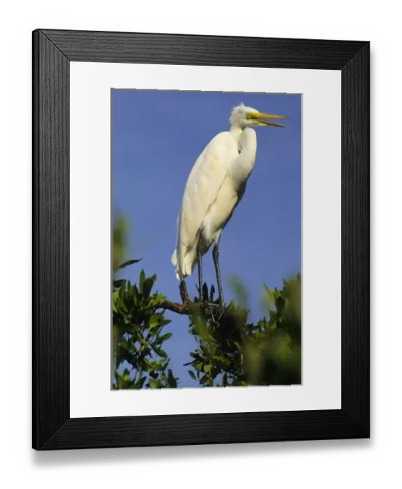 Framed Print : USA, Florida, Common Egret