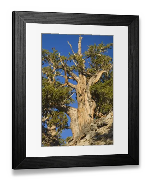 Framed Print : CA, Inyo NF, Schulman Grove, Ancient Bristlecone Pine Forest, Bristlecone Pine Framed Print : CA, Inyo NF, Schulman Grove, Ancient Bristlecone Pine Forest, Bristlecone Pine
