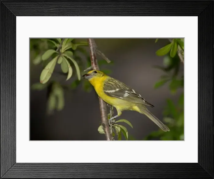 Framed Print : USA, North America, Arizona Framed Print : USA, North America, Arizona