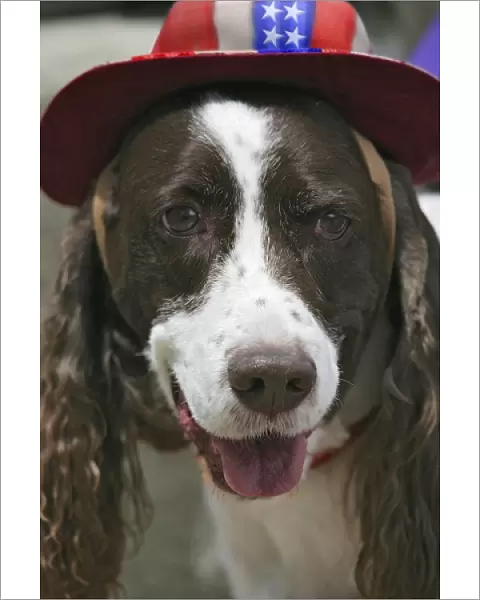 USA, Colorado, Frisco. Dog wears American flag hat in July Fourth paradeFred J. Lord