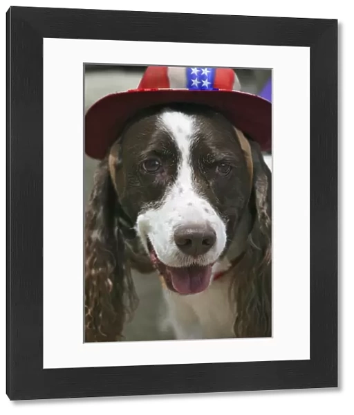 USA, Colorado, Frisco. Dog wears American flag hat in July Fourth paradeFred J. Lord
